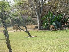 Suedafrika (257)